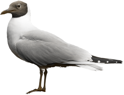 meeuw